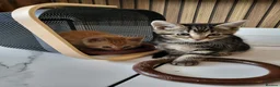 Mixed Breed cats for sale: Kittens in Canterbury - Advert 10