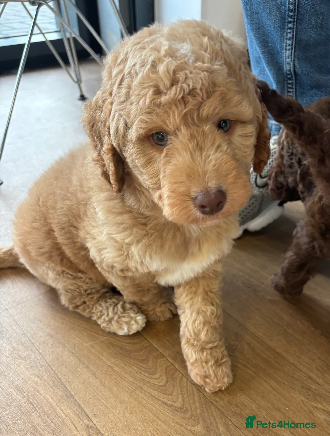 Labradoodle dogs for sale: Miniature Labradoodle puppies - Advert 23