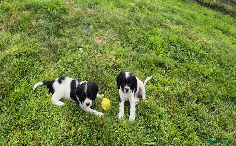 Mixed Breed dogs - Advert 15