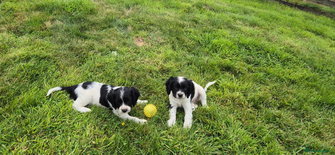 Mixed Breed dogs for sale: Springaliers - Image 1