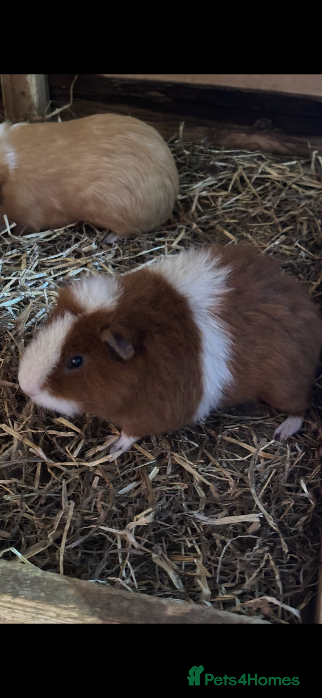 Guinea Pig rodents for sale: Guinea pigs - Advert 5