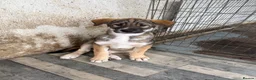 Siberian Husky dogs for sale: One Beautiful Male Husky puppy  in Nelson - Advert 6