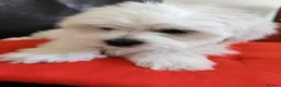 Bichon Frise dogs for sale: Bichon maltese for sale - Advert 7