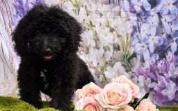 Cockapoo dogs for sale: READY NOW !! sable & brindle tri colour cockapoos - Image 15