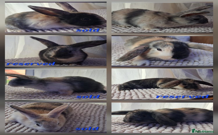 Mixed Breed rabbits - Advert 6