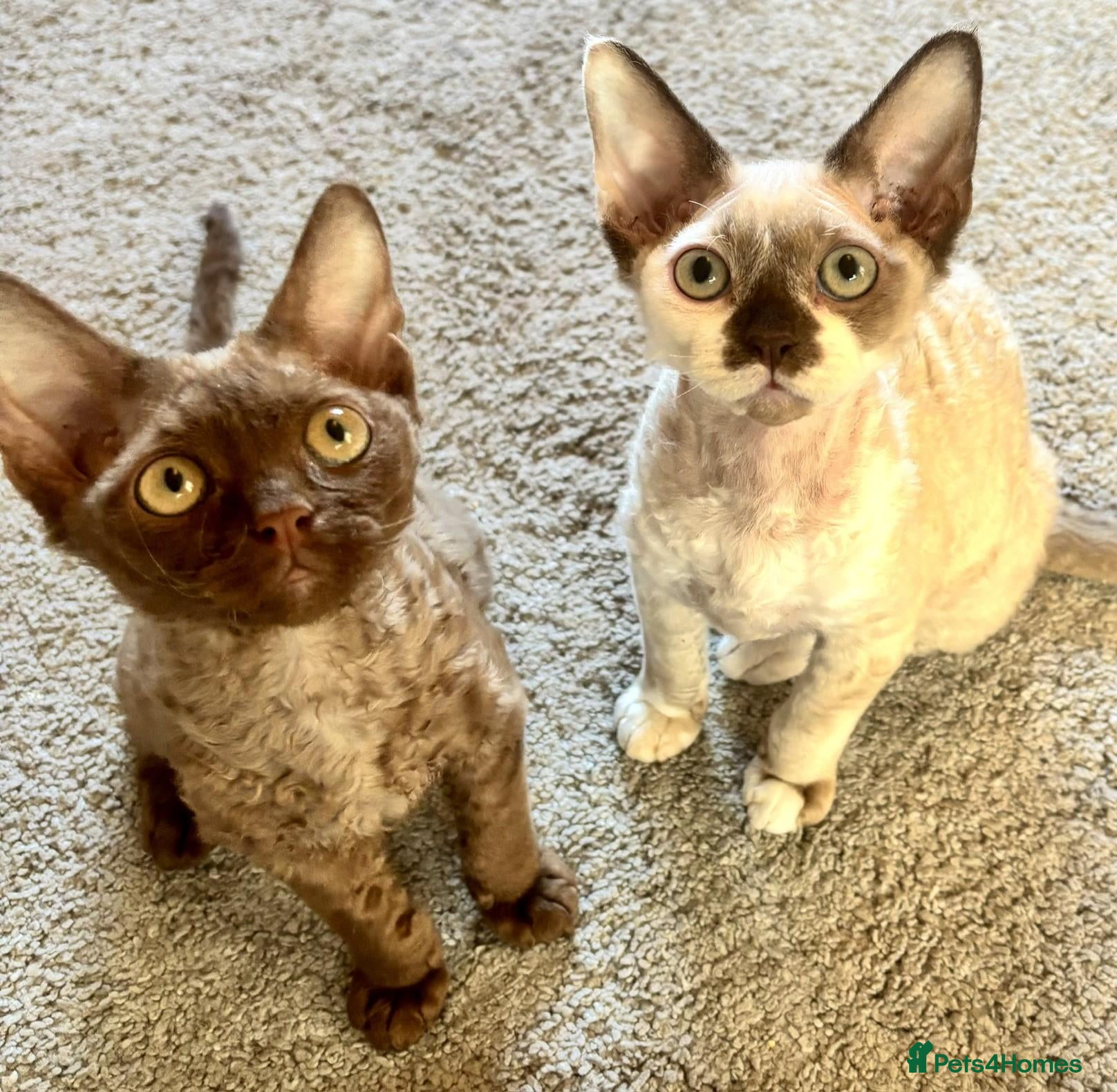 Devon Rex cats Beautiful, playful Devon rex kittens, ready now - Advert 2