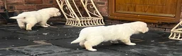 Golden Retriever dogs for sale: Little Polar Bear Puppies - Advert 23