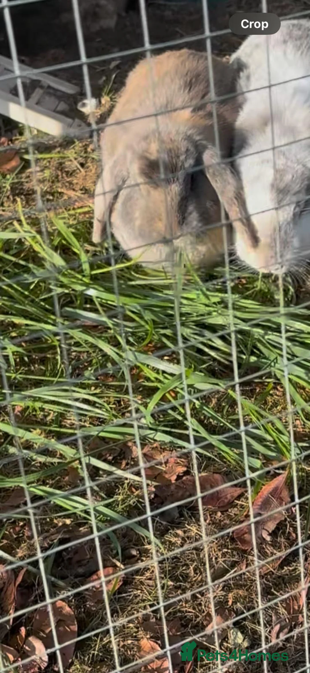 English Lop rabbits for sale: 2 bunny sisters for sale  in Brentwood - Advert 3