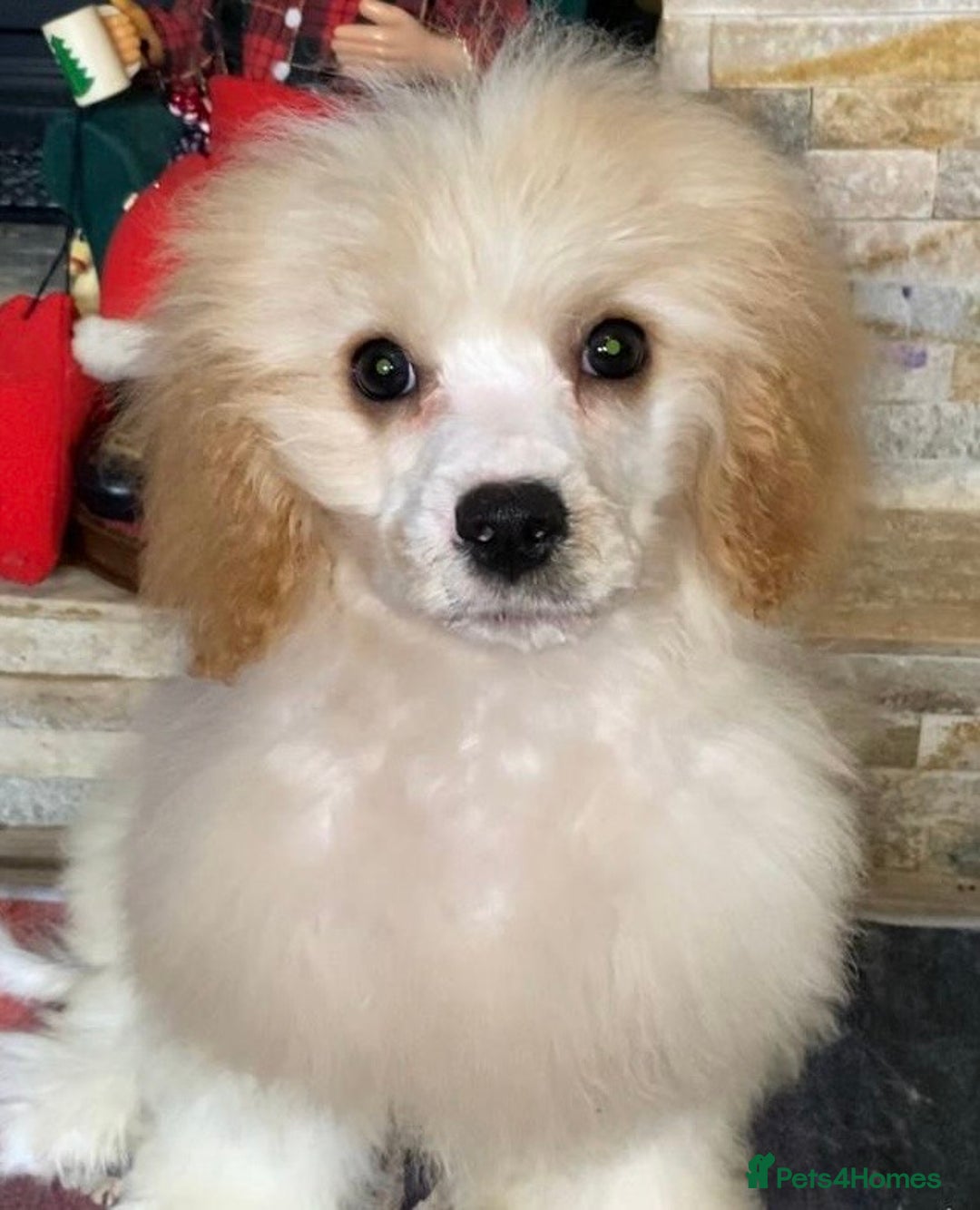 Cavapoo dogs for sale: Last 3 cavapoo girls.  ready to leave now  - Advert 5