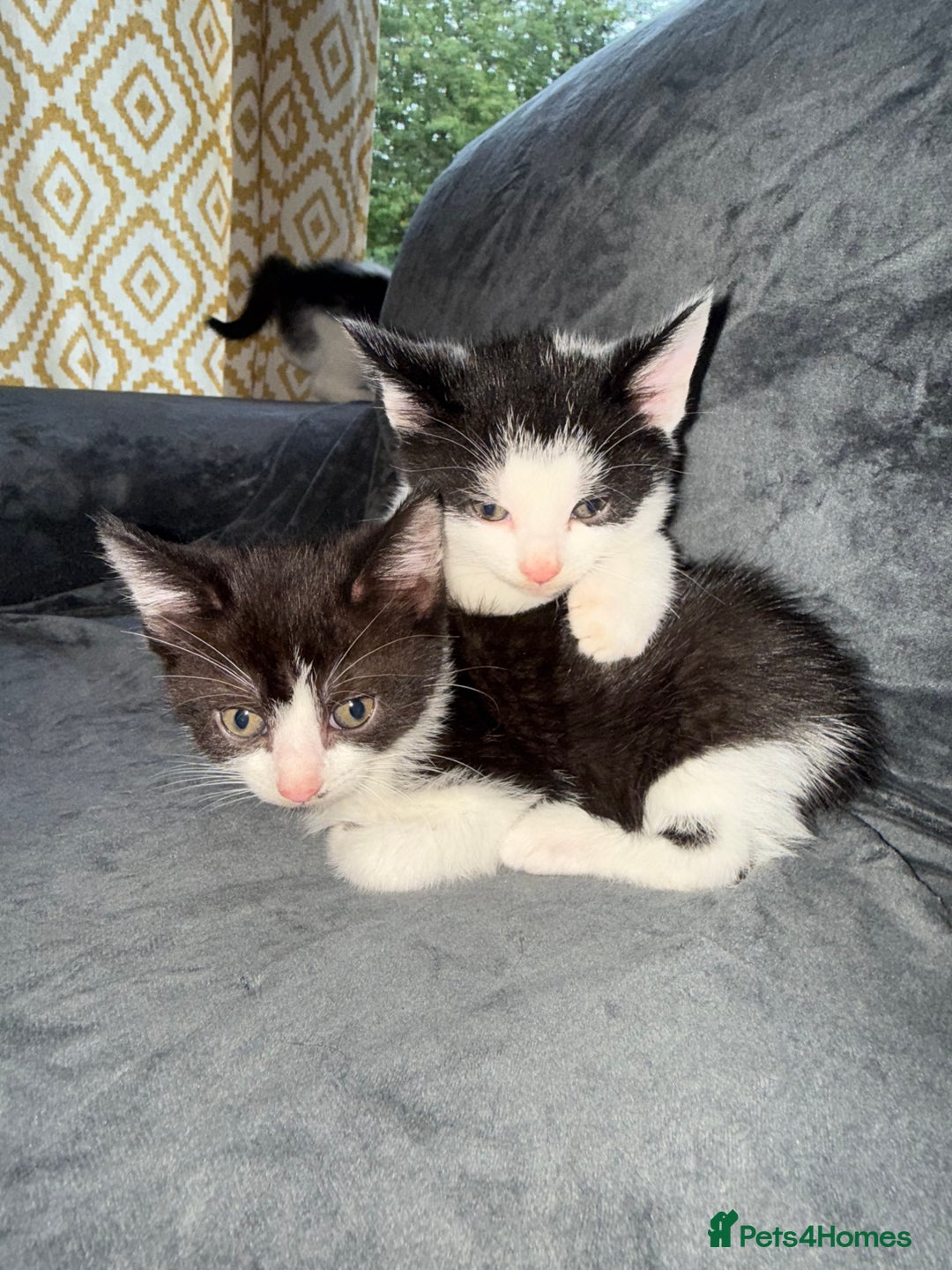 American Shorthair cats for sale: 5 kittens for sale 1boy 4girls.  - Image 3