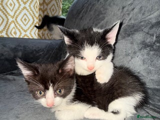 American Shorthair cats - Advert 40