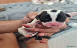 Mixed Breed dogs for sale: Cockerbull - Image 12