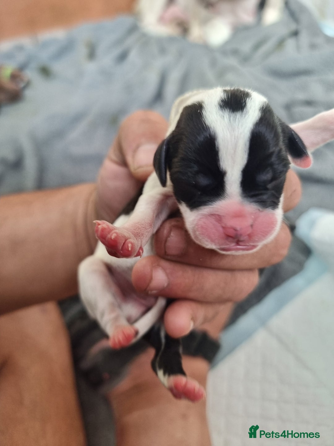 Mixed Breed dogs for sale: Cockerbull - Image 12