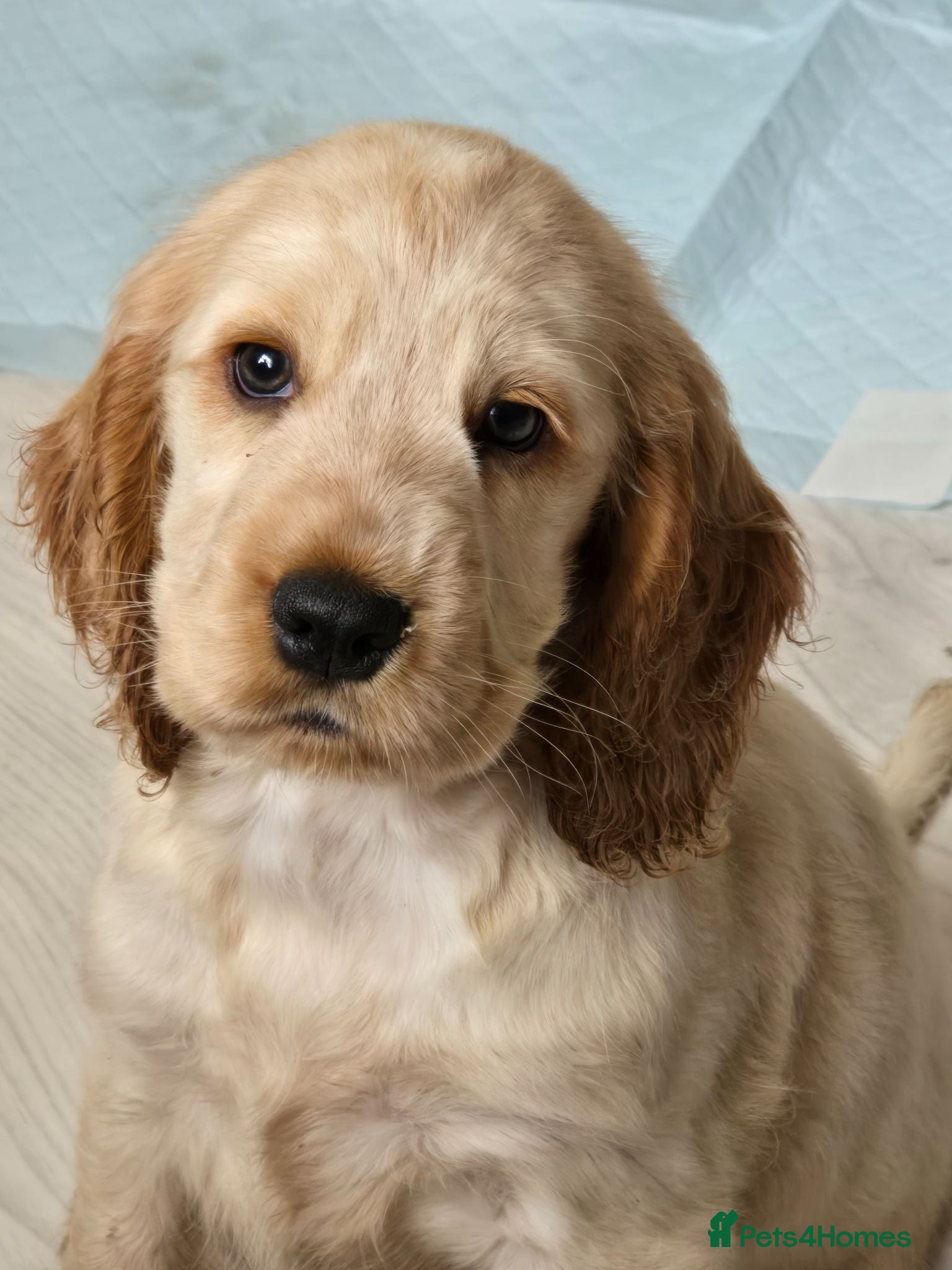 Cocker Spaniel dogs 3 Health tested kc reg Show Cockers - Advert 1