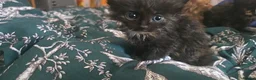Mixed Breed cats for sale: KITTENS READY NOW - Advert 19