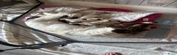 English Springer Spaniel dogs for sale: Miggers pup  - Advert 2