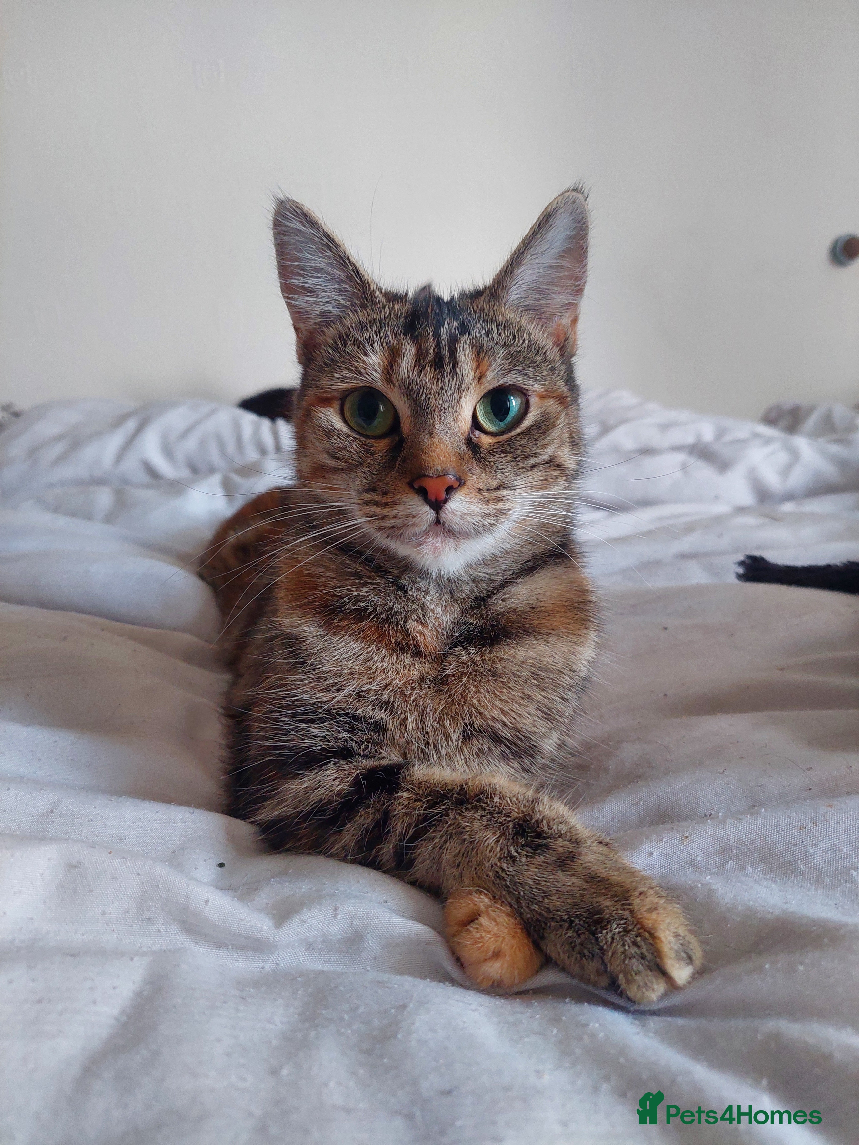 British Shorthair cats Adult cats looking for a new home - Advert 2