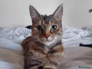 British Shorthair cats Adult cats looking for a new home - Advert 2