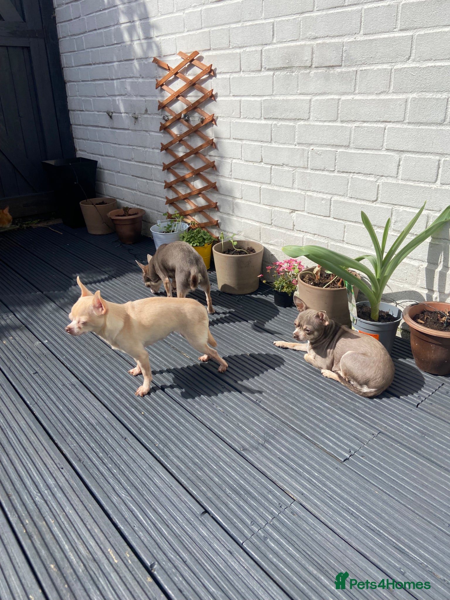 Chihuahua dogs for sale: 3 chihuahuas  - Advert 2