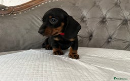 Miniature Dachshund dogs for sale: Miniature Dachshund Puppies - Image 6