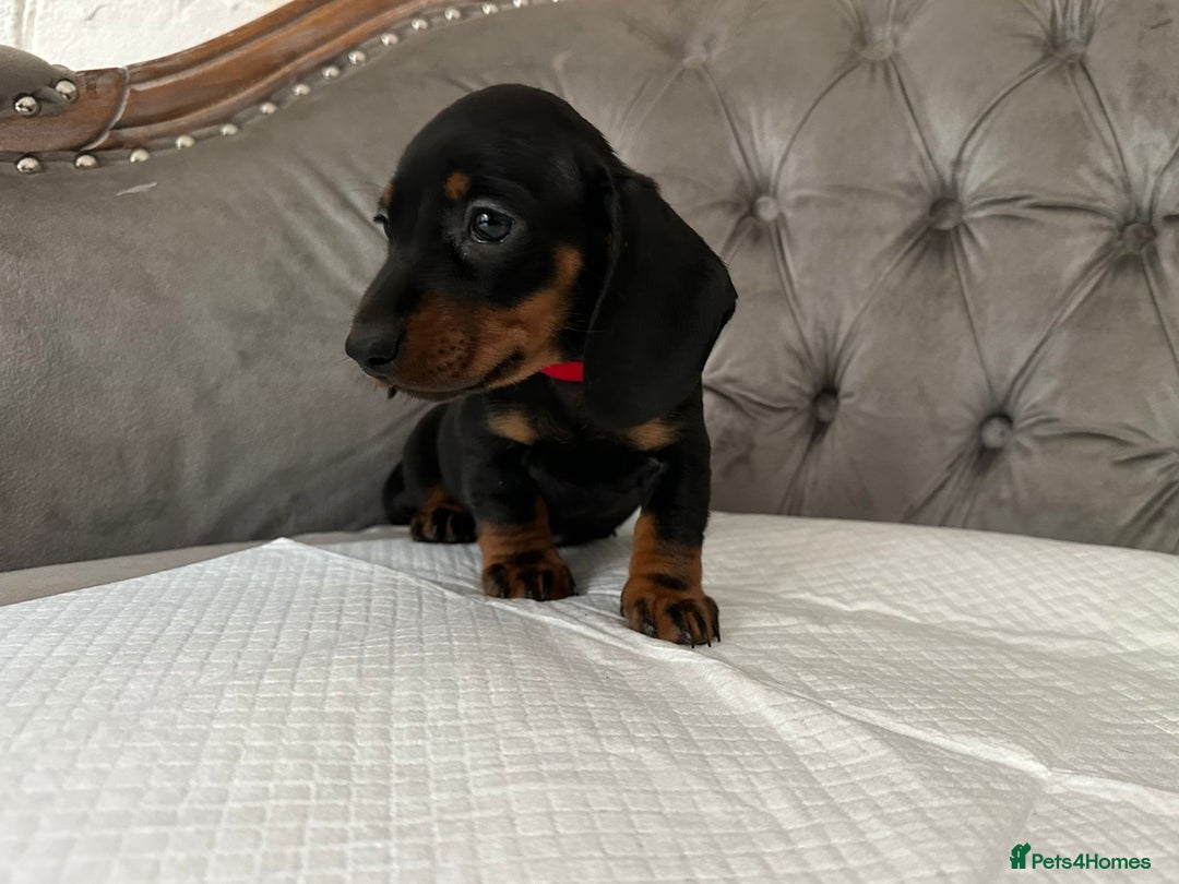 Miniature Dachshund dogs for sale: Miniature Dachshund Puppies - Image 6