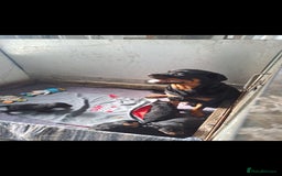 Rottweiler dogs for sale: Rottweiler Puppies - Image 6