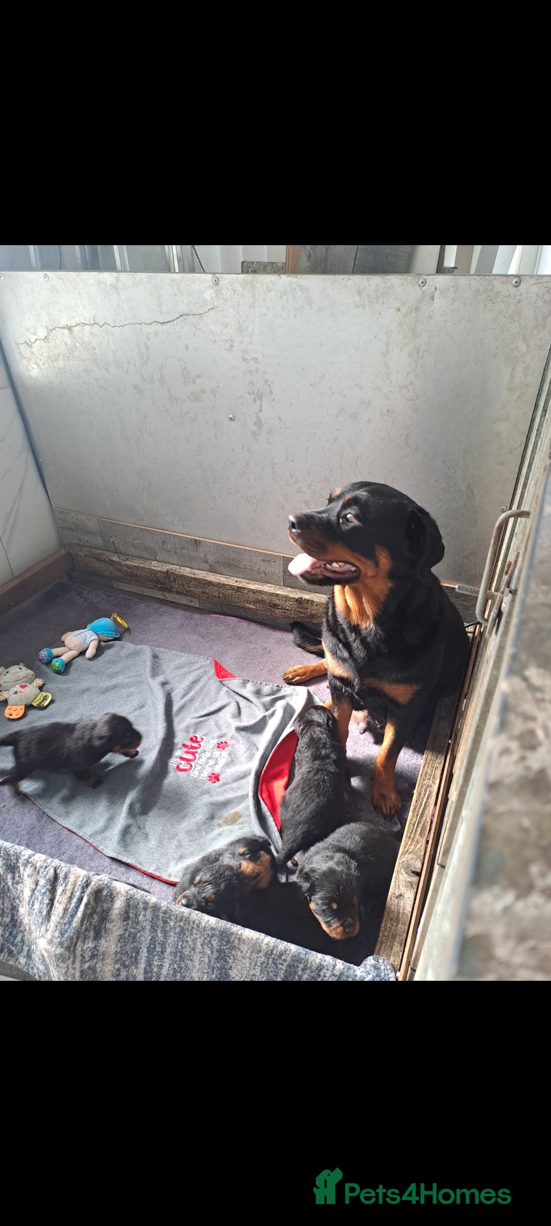 Rottweiler dogs for sale: Rottweiler Puppies - Image 6