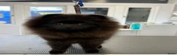 Pomeranian dogs for sale: Stunning black Pomeranian excellent temperament  in St. Neots - Advert 3