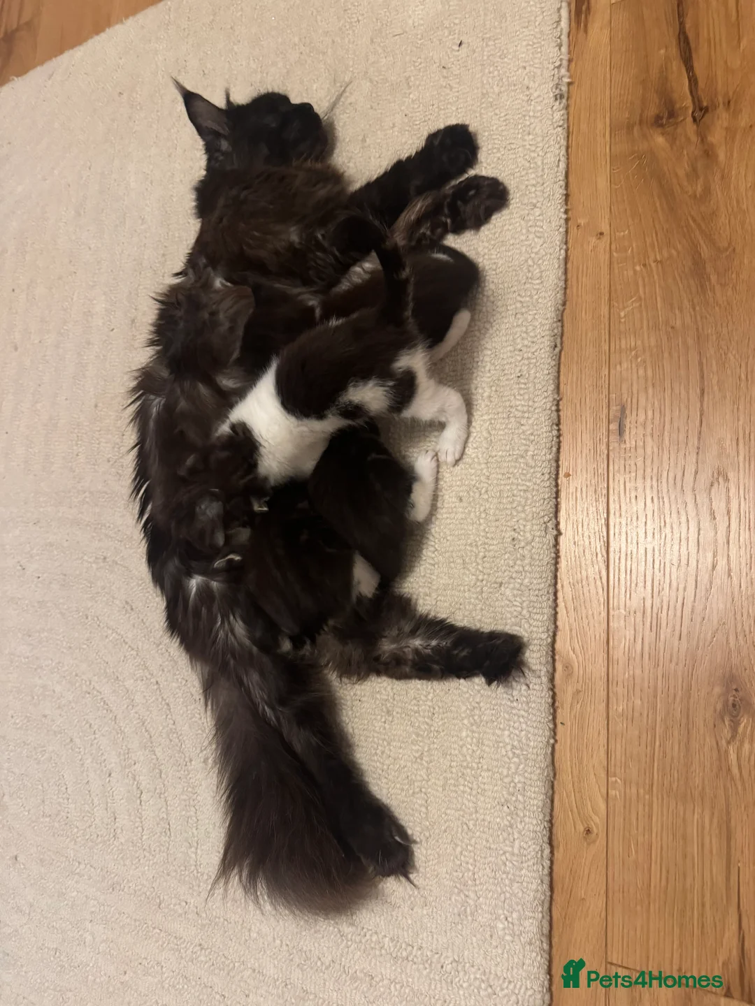Mixed Breed cats for sale: Maincoon kittens (mixed breed) - Advert 5