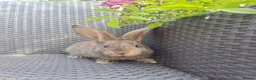 Continental Giant rabbits for sale: 10KG, Brc, show quality kits. MASSIVE  - Advert 8
