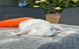 French Lop rabbits for sale: 🤍Pure Bred Giant French Lop Babies🤍 - Image 8