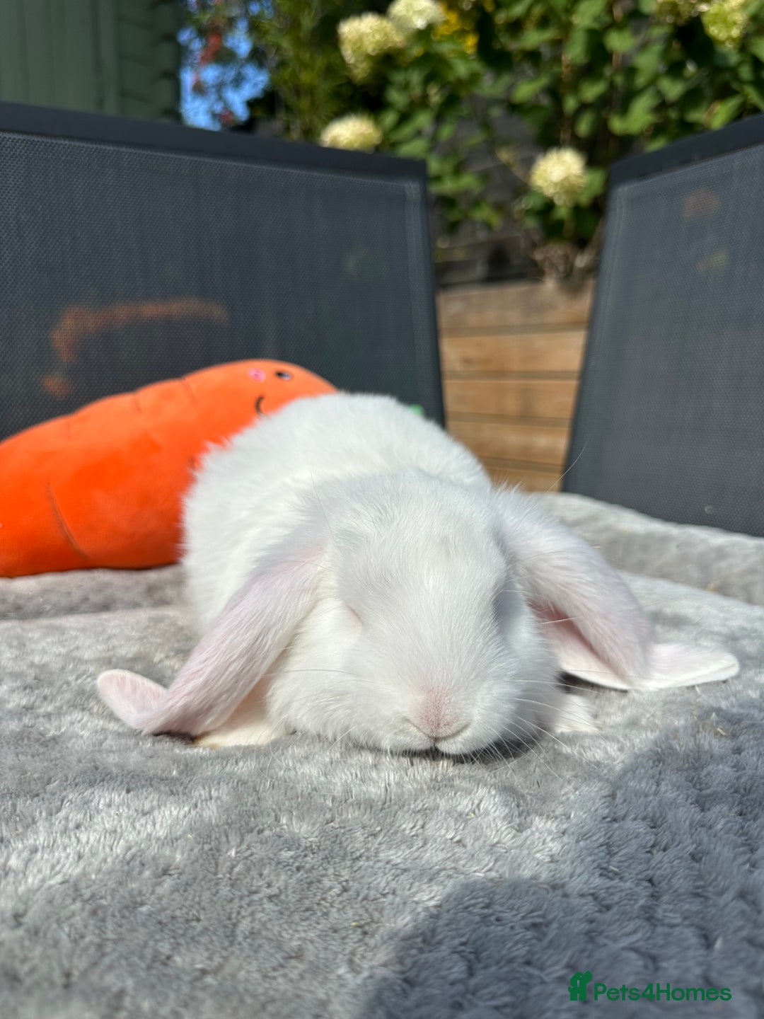 French Lop rabbits for sale: 🤍Pure Bred Giant French Lop Babies🤍 - Image 8