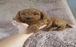 Cavapoo dogs for sale: Cavapoo puppies 5 🌟licence breeder  - Image 3