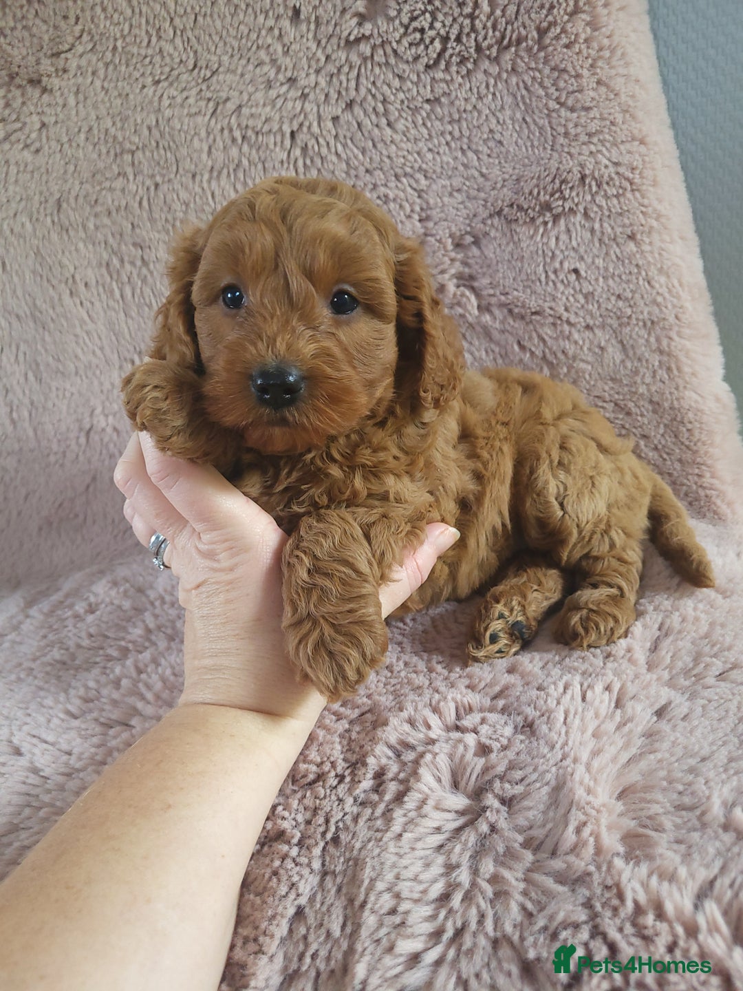 Cavapoo dogs for sale: Cavapoo puppies 5 🌟licence breeder  - Image 3