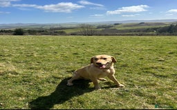 Labrador Retriever dogs for sale: golden lab for sale - Image 5