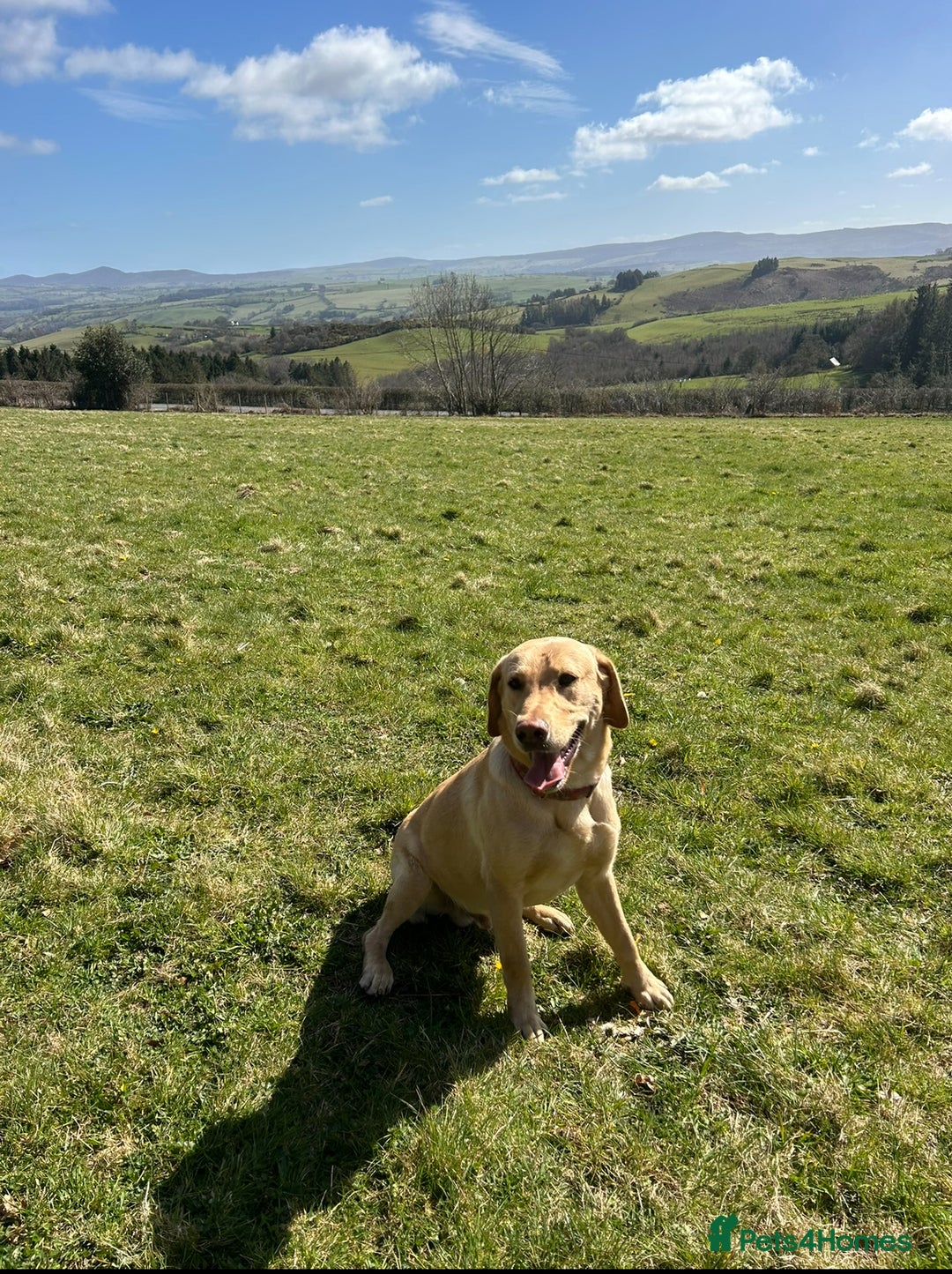 Labrador Retriever dogs for sale: golden lab for sale - Image 5