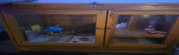 Hamster rodents for sale: Syrian Hamster in Sheerness - Advert 8