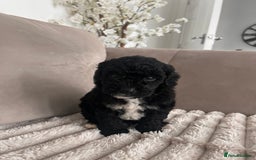 Sproodle dogs for sale: Sproodle puppies  - Image 25