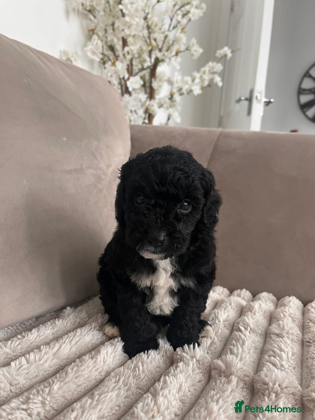 Sproodle dogs for sale: Sproodle puppies  - Image 25