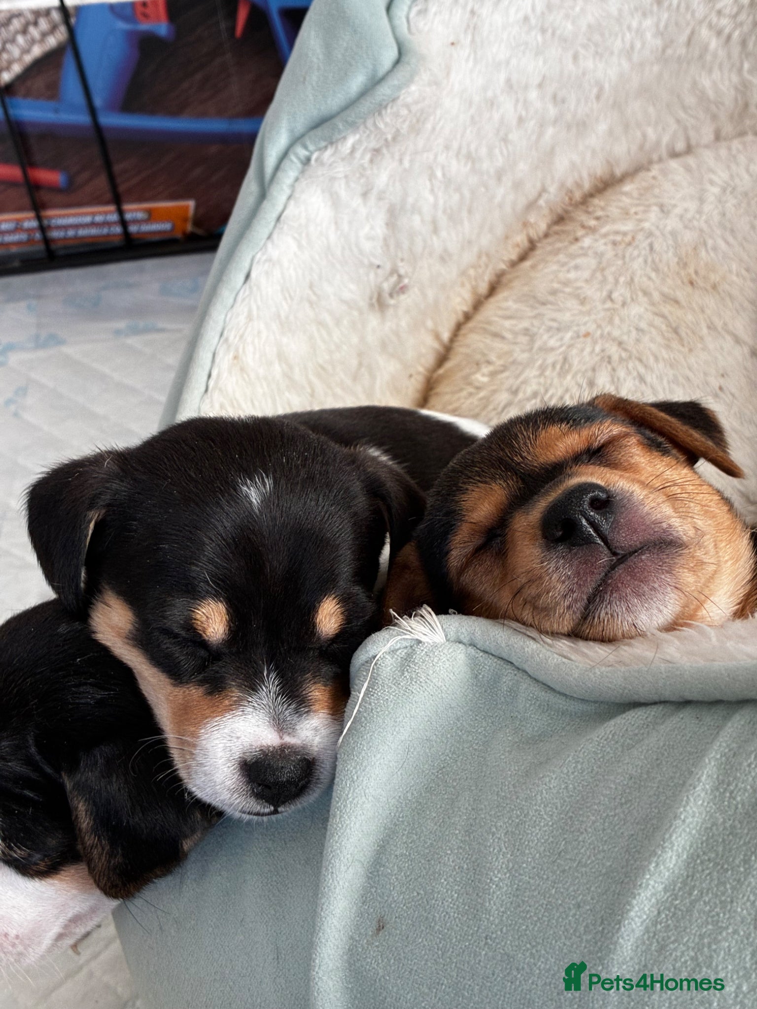 Jack Russell dogs 7 Litter Jack Russell pups  - Advert 1