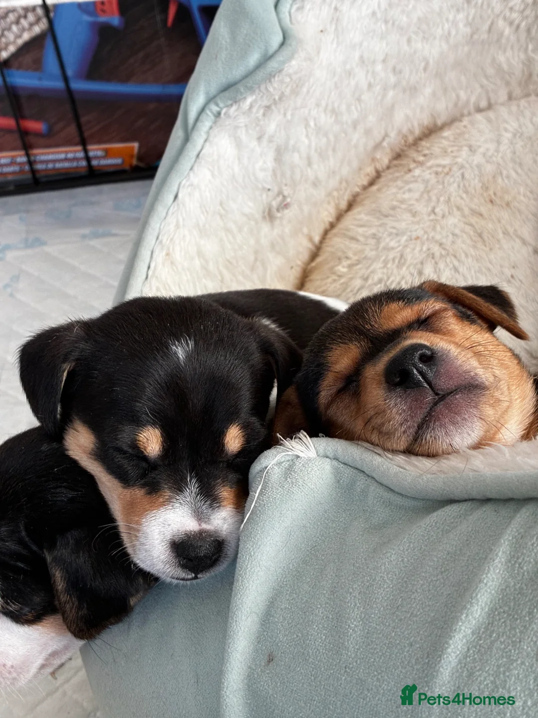 Jack Russell dogs for sale: 7 Litter Jack Russell pups  - Advert 1