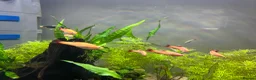 Live Bearers fish for sale: 1 male Platy and 8 gold WCMM  - Advert 3