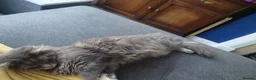 Maine Coon cats for sale: 11 month old male maincoone  - Advert 7