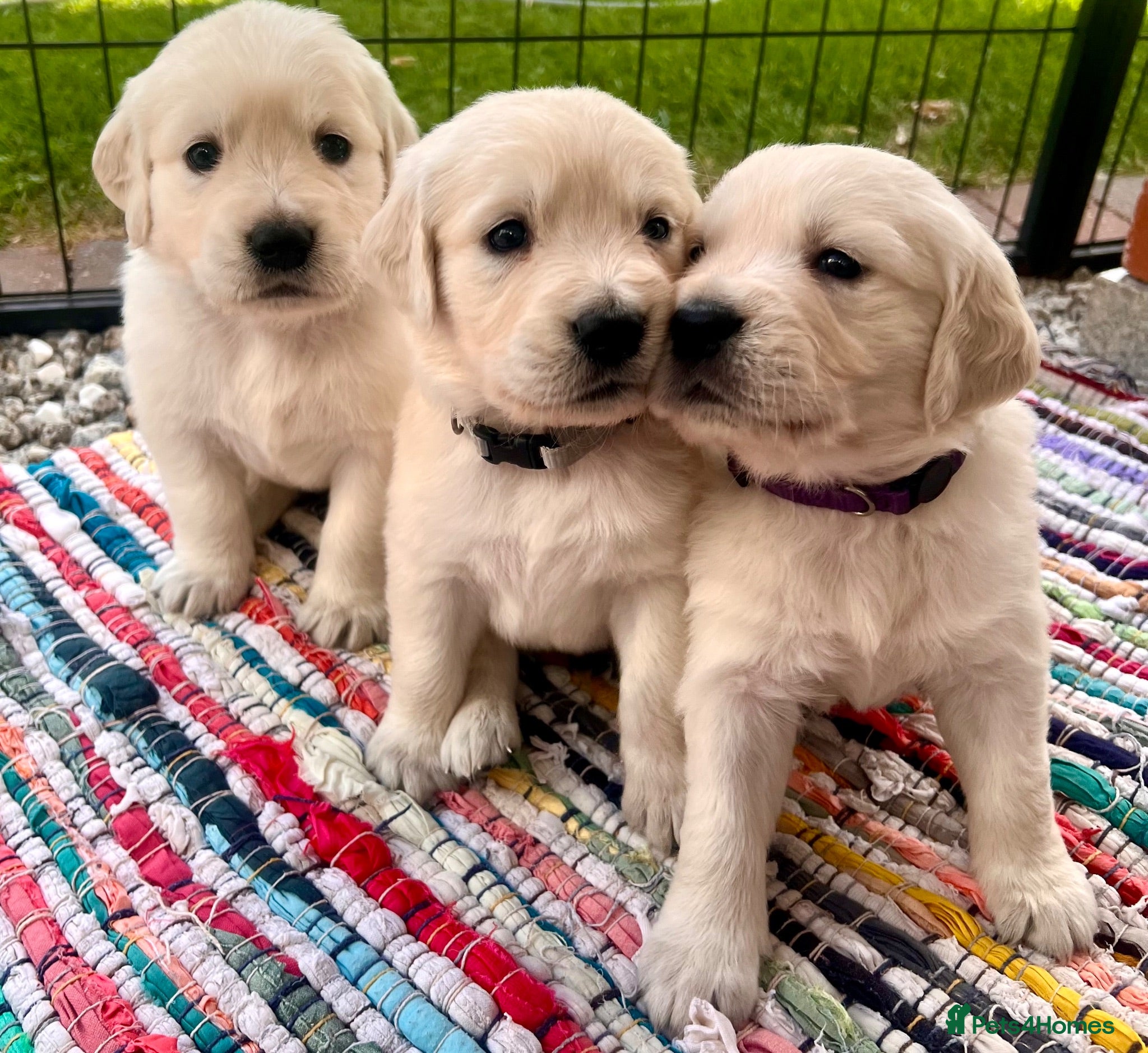 Golden Retriever dogs Exceptional Golden retriever litter - Advert 4