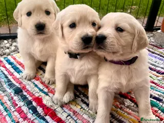 Golden Retriever dogs Exceptional Golden retriever litter - Advert 4