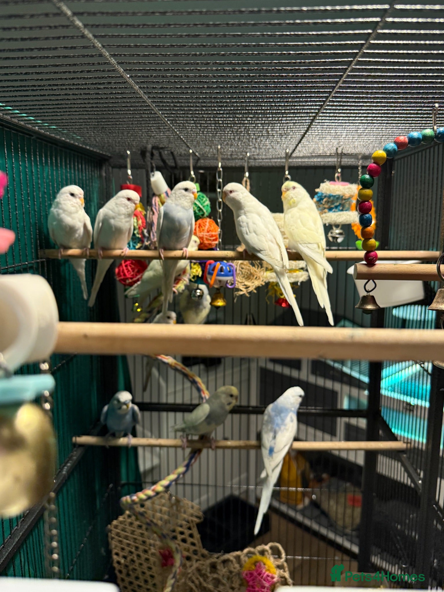Budgerigars birds young  budgies available  Wa7  area   - Advert 2