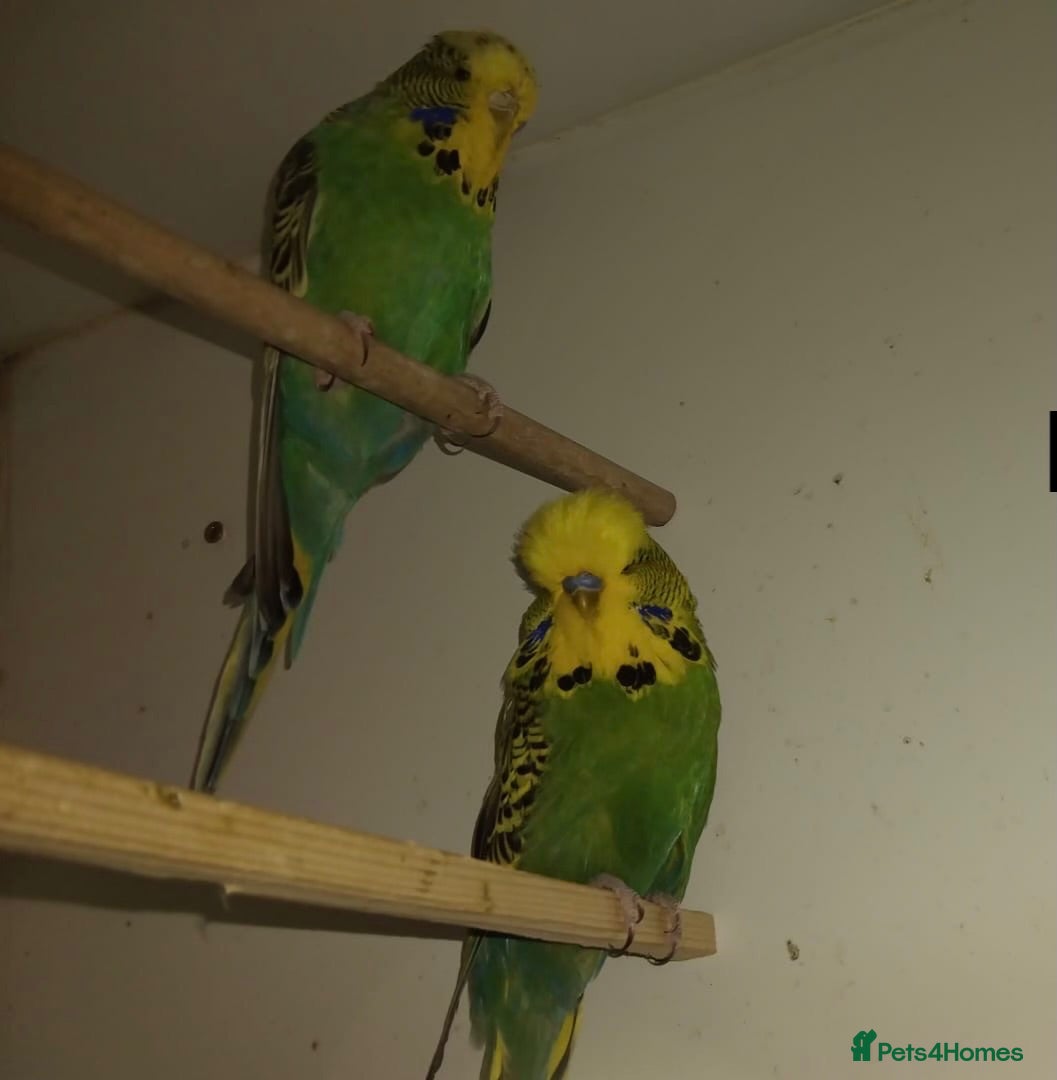 Budgerigars birds Exhibition Budgies’s, breeding pairs - Advert 3