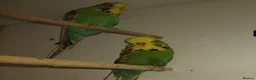 Budgerigars birds for sale: Exhibition Budgies’s, breeding pairs - Advert 1