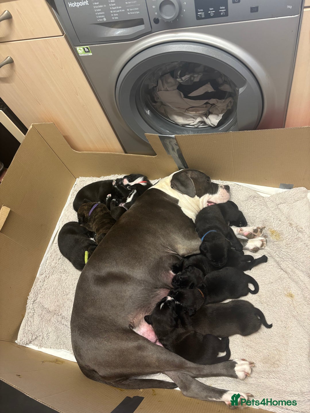 Mixed Breed dogs for sale: Bull herders  - Advert 4