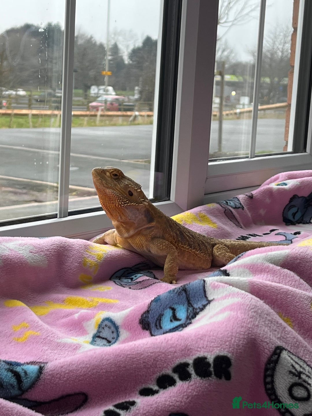 Bearded Dragon reptiles for sale: Bearded dragon and full set up  - Image 11